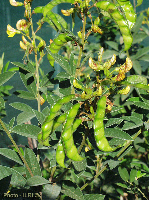 pigeon pea 